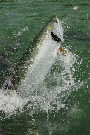 A beautiful tarpon fish jumping out of water in the Atlantic Oceanの写真素材