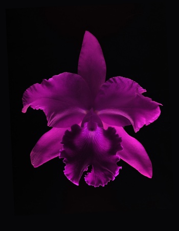 A pretty purple orchid flower isolated on a black background の写真素材