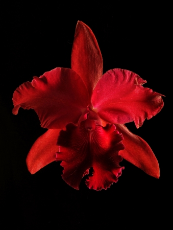 A beautiful red orchid flower isolated on a black background の写真素材