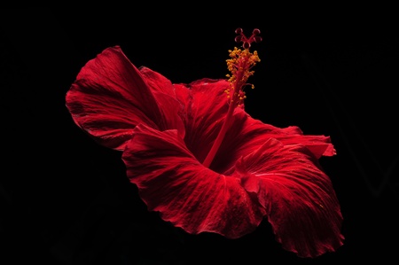 Black background with a red hibiscus flower with yellow stamenの写真素材