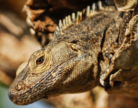 Close up of an iguana peeking its head out from a tree in Costa Ricaの写真素材
