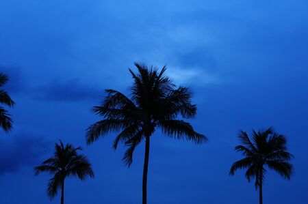 Tropical Palm trees against blue sky with cloudsの写真素材