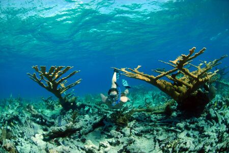 Woman in between two large corals on a reef in the Caribbeanの写真素材