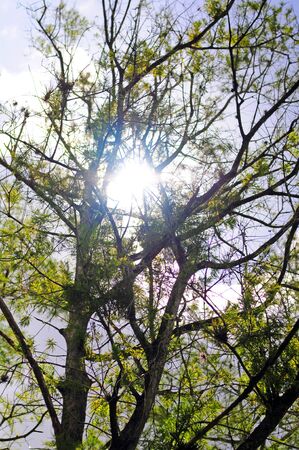 Sunshine shining through trees in nature during summer