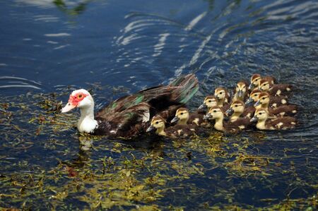 scobie duck with twelve cute ducklingsの写真素材