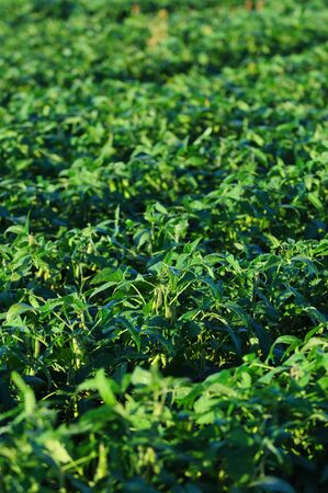 soybeans growing in a field of crops on a farmの写真素材