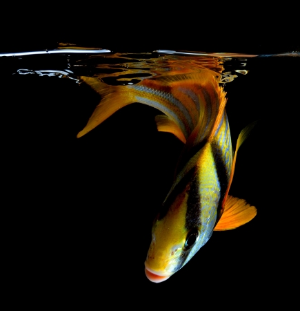 porkfish underwater on black background making a splash
