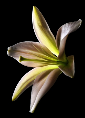 white stargazer lily flower on black backgroundの写真素材