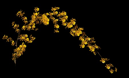 yellow orchid flowers on black backgroundの写真素材
