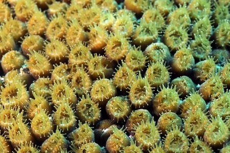 coral in ocean with macro details