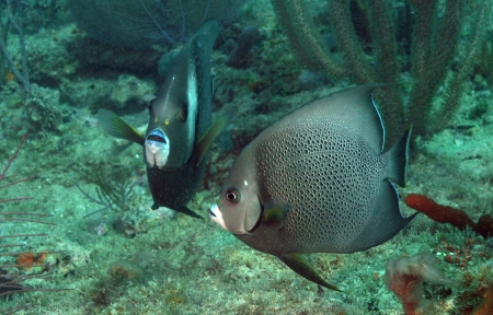 Pomacanthus arcuatus, aka gray angelfish, in ocean