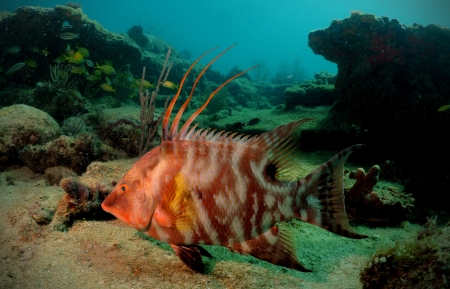 Hogfish or underwater lachnolaimus maximus against beautiful underwater seascapeの写真素材