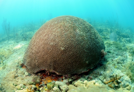 Brain coral in ocean and beautiful underwater seascapeの写真素材