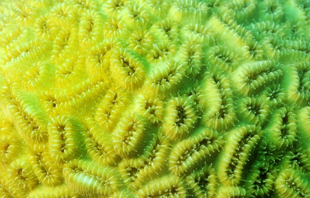 close up image of coral in ocean with macro details