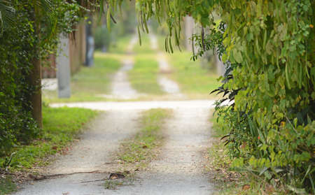 dirt road path in summertime with grass and treesの写真素材