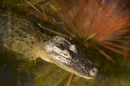 Close-up of an alligator relaxing in water in natureの写真素材