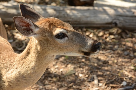 Close up image of key deerの写真素材