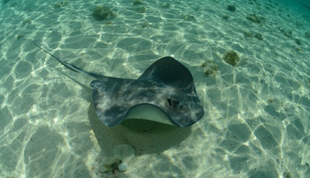 Stingray swimming in the ocean in tropical waters
