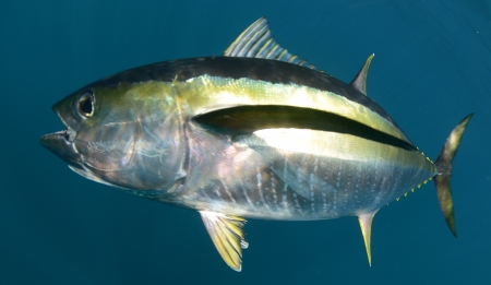 yellowfin tuna fish underwater in pacific ocean