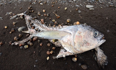 Pollution and dead yellowfin tuna on beach being eaten by hermit crabs
