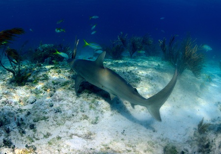 Caribbean reef shark iunderwater in the oceanの写真素材