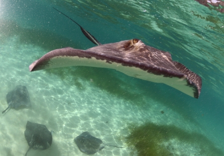 close up of stingray swimming through the ocean with three stingrays in the backgroundの写真素材