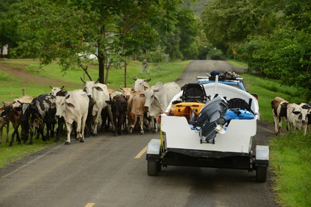 cows blocking the road for truck and boat in central americaの写真素材