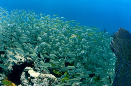 Shoal of tropical fish that includes silver grunts in an underwater seascape with a sea fanの写真素材