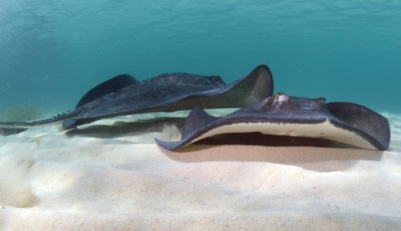 two stingrays on the ocean floor in their natural habitat