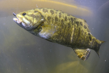 smallmouth bass, Micropterus dolomieu, caught while fishing in a river