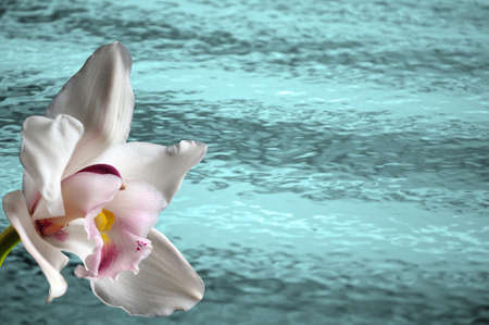 tropical orchid flower and warm turquoise water or ocean backgroundの写真素材