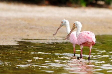 two roseate spoonbills in water in natureの写真素材