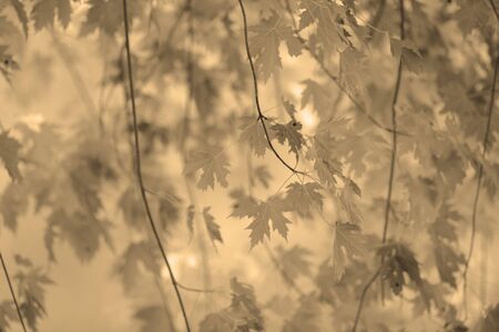 autumn background with maple leavesの写真素材