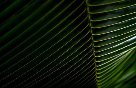 green palm frond backgroundの写真素材