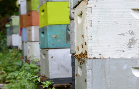 bees flying around colorful beehives
