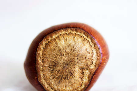 hazelnutの写真素材