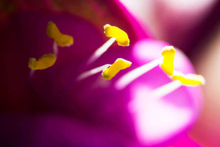 flowerの写真素材