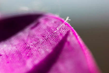 purple plant textureの写真素材
