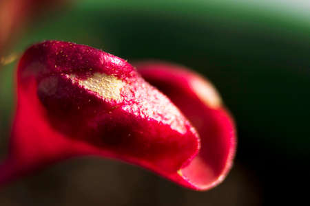 Red Leafの写真素材