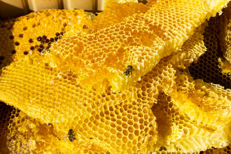 working beesの写真素材