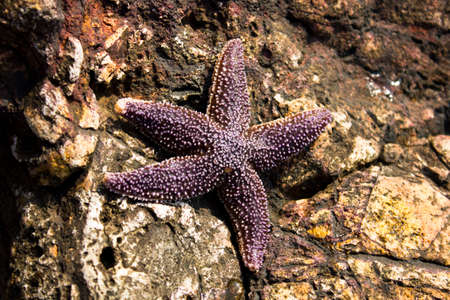 Sea ââstar on the shoreの写真素材