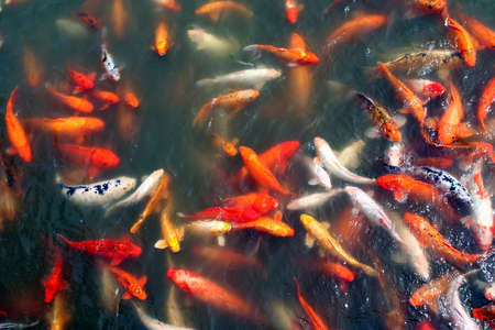 Fish Houseの写真素材