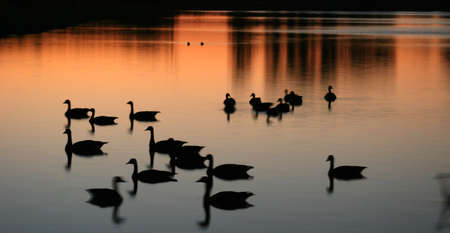 Ducks in the pondの写真素材
