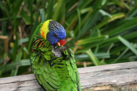 COLORFUL LORIKEET の写真素材
