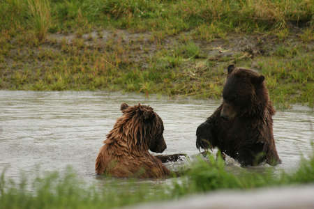 ALASKA BROWN BEAR TUSSLEの写真素材