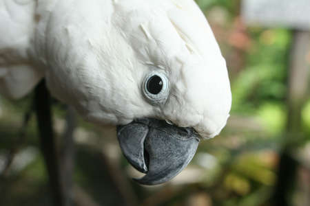 WHITE COCKATOOの写真素材