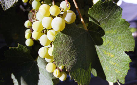 WHITE GRAPESの写真素材