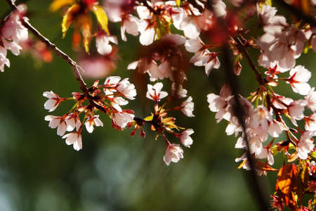 Cherry blossomの写真素材