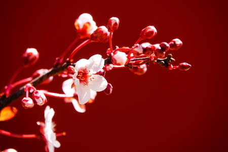 Cherry blossomの写真素材