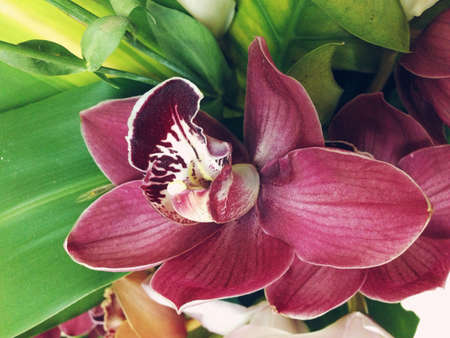 Red orchard の素材